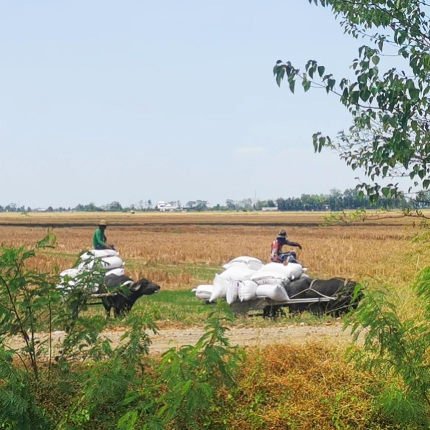 Les rizières dans la plaine, grenier des Philippines
