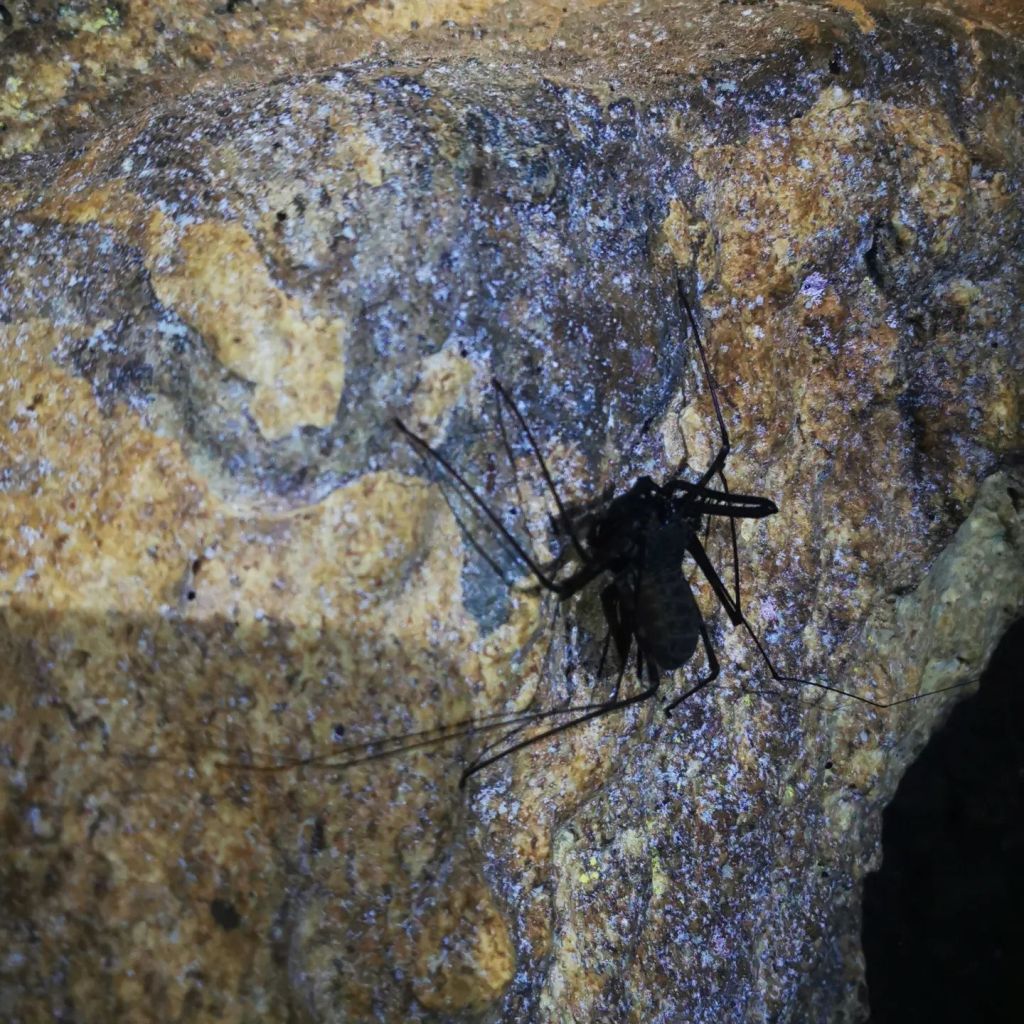 Araignée-scorpion à Kangcaramel Cave